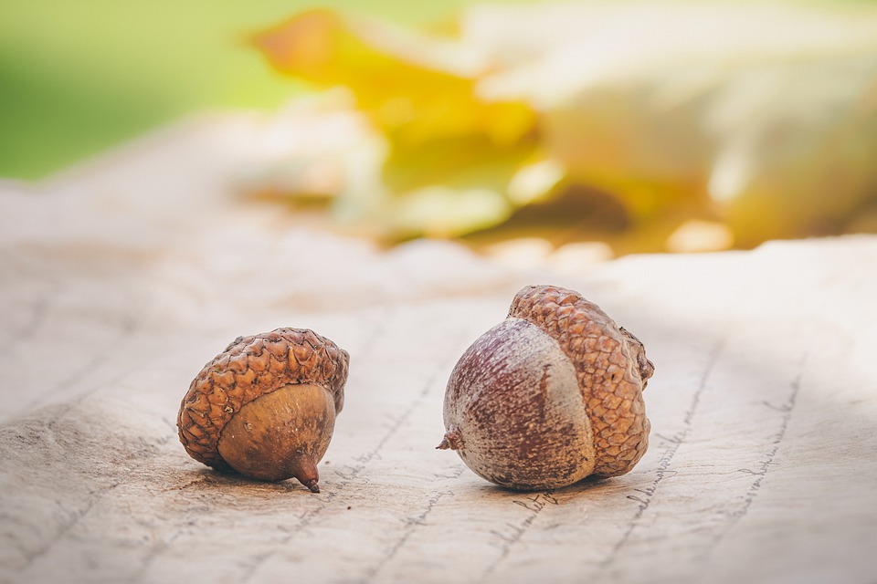 acorns 4572674 960 720