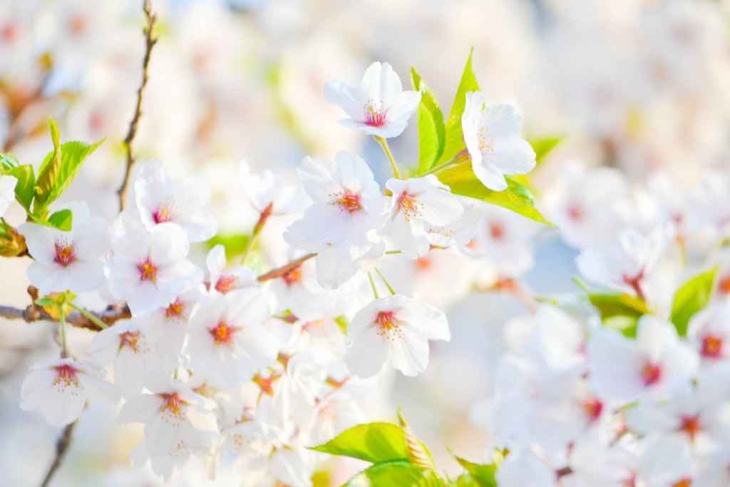 Mãi Mãi Tuổi 17 - Đời Sống 1 mai mai tuoi 17