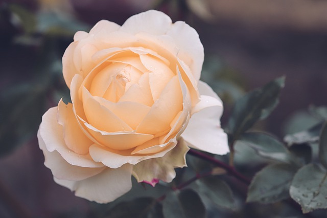 Kiên Cường - Đời Sống 1 rose 4564402 640