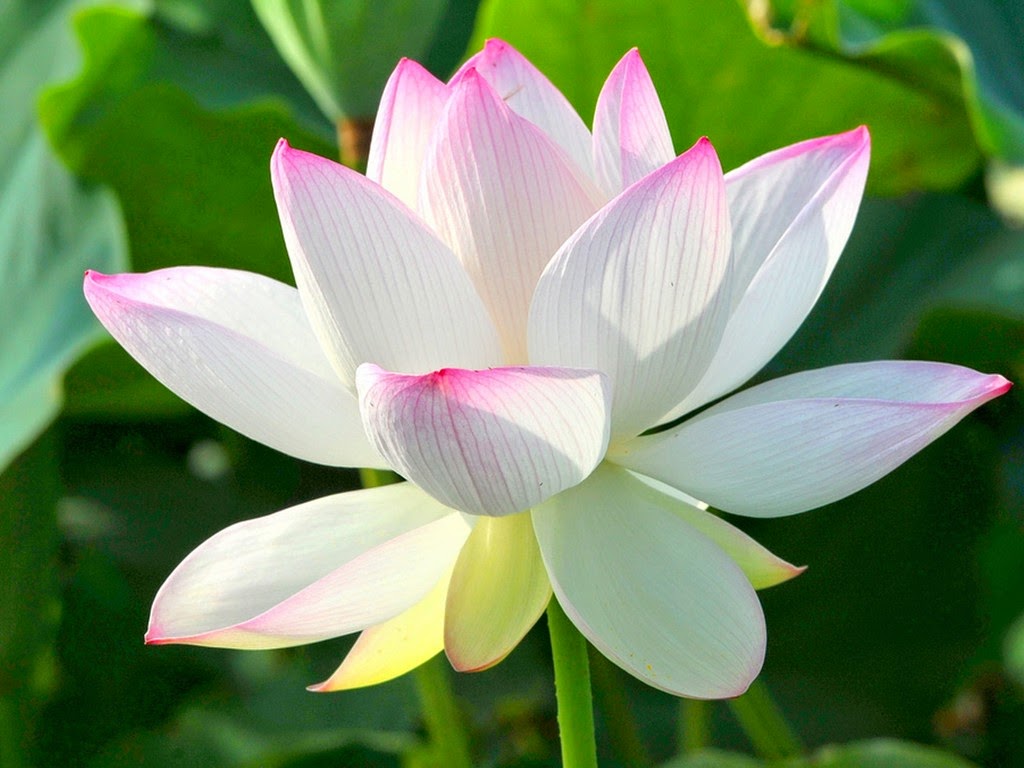 khong quyen luyen khong tron tranh