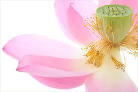nen tang nep song chan thien my