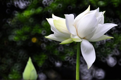 Tu theo tánh của mỗi người - Đời Sống 1 tu theo tanh cua moi nguoi
