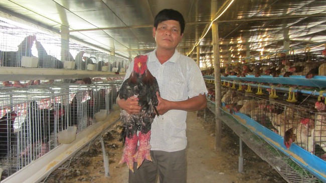 Liều làm nhà lạnh nuôi gà Đông Tảo, anh nông dân Hưng Yên lãi 100 triệu/tháng 1 21 16546787518791115750707