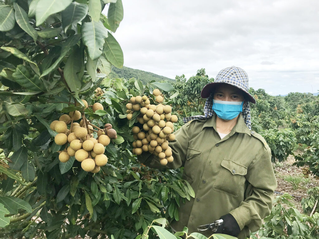 Đem nhãn Hương Chi từ Hưng Yên vô trồng ở Gia Lai, ai ngờ 10 cây đẻ vô tội vạ cả 10, nông dân giàu 1 images31521471111 1655012743760 16550127443462075948381