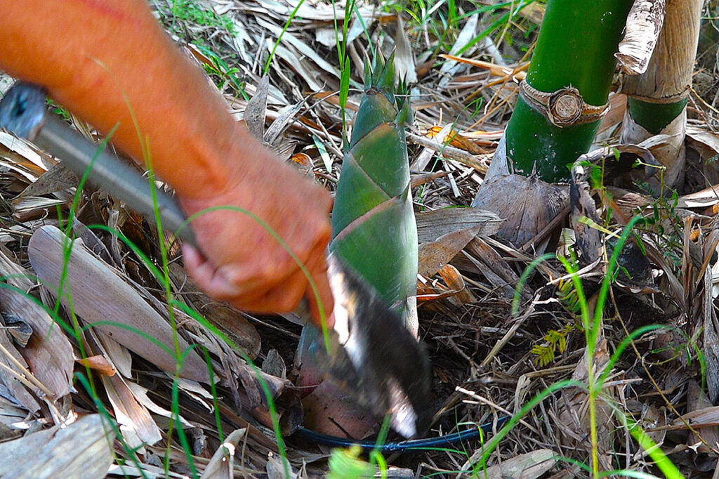 nh nl 5 1655808265997 1655808266568293465297