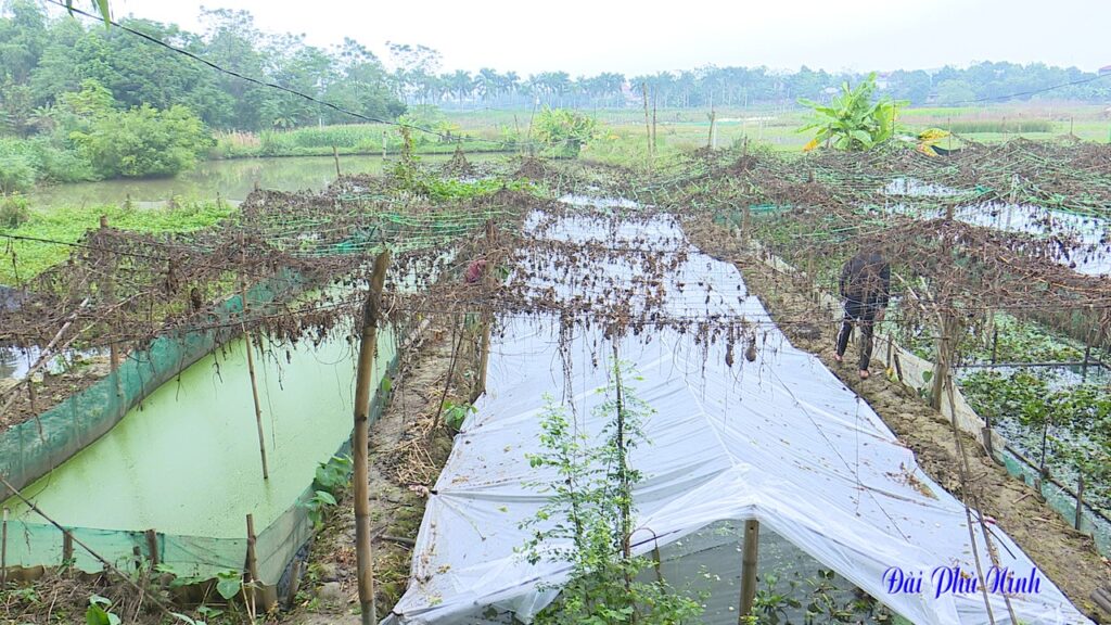 nuoi oc nhoi 1 1655804601395367203264