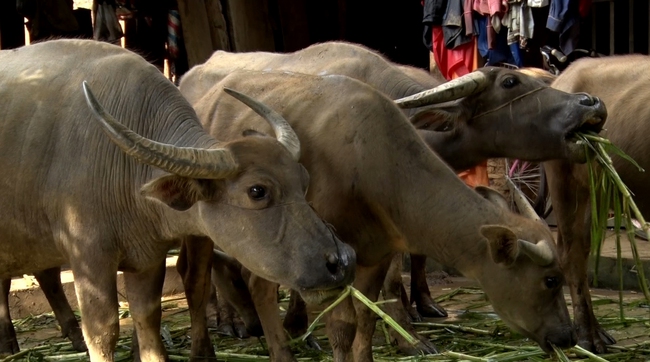 tu mo hinh nuoi nhot tap trung dan gia suc xa khun ha huyen tam duong lai chau da tang nhanh ve so luong mang lai on dinh cho nguoi dan 1655808072976717943592