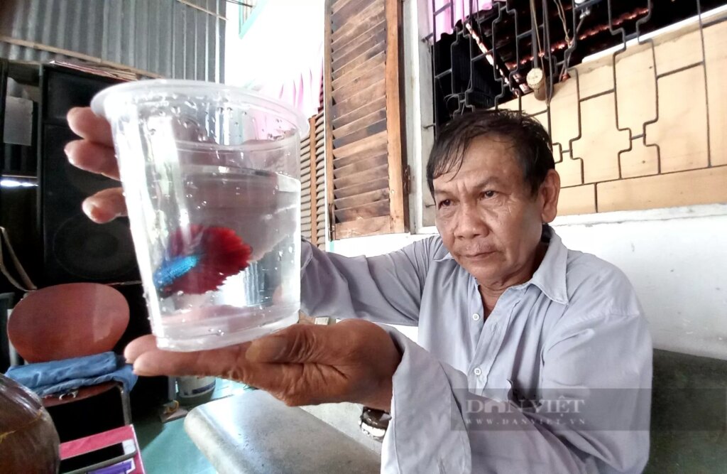 Nuôi cá cảnh giá hạt rẻ, ông nông dân Sài Gòn bán chạy như tôm tươi, kiếm bộn tiền 1 z3487989651667acc0f6aa688f91044bd332025665892e 1655041663789793973014 1655042351643937756877