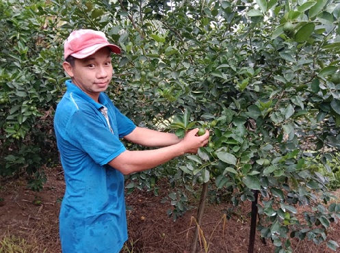 Trồng chanh giấy gì mà trái ra từng chùm như sung, anh nông dân Trà Vinh như trúng vé số 1 00000000000000000000000000000000000000000000054mpg 1656952657626 16569526579531763412019
