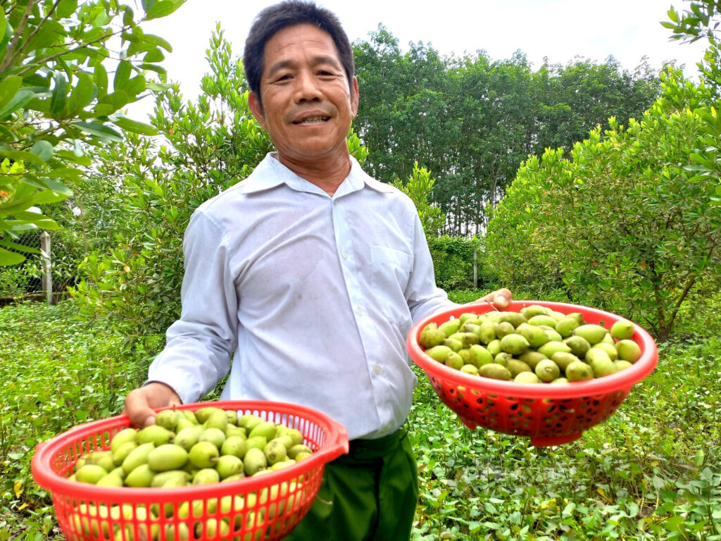Trồng cà na, ông nông dân ngoại thành Sài Gòn hái không kịp bán 1 1 1656984577167653876785 1656985089766559359655