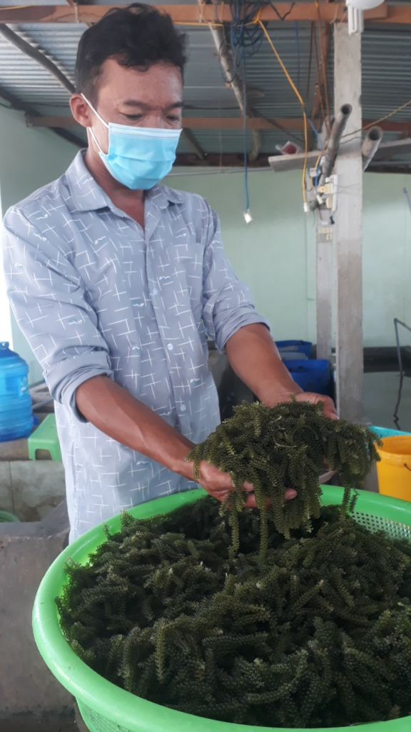 Trồng rong nho trong ao nước mặn ở Phú Yên, nông dân lãi chắc ăn hơn nuôi tôm hùm 1 image003 1656607210833 165660721134482810889