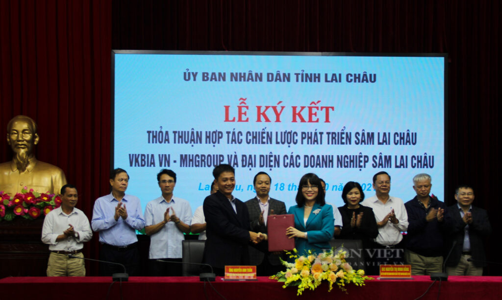 Sâm Lai Châu đặc sản đang được trồng ở vùng cao biên giới Mường Tè 1 ky ket sam 16577035931201278950840 1657704087055235569623