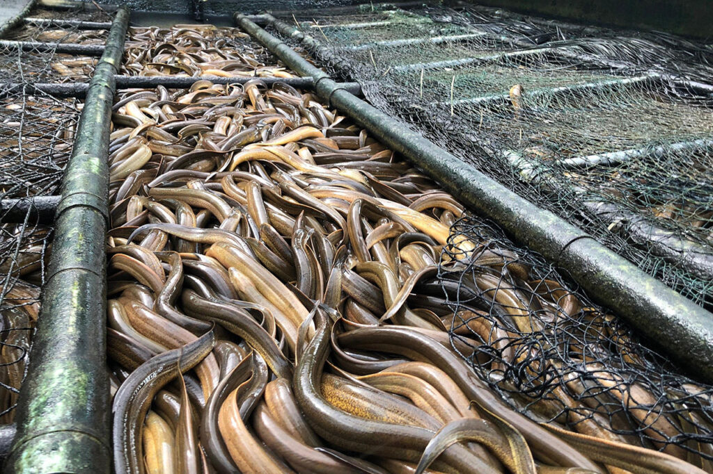 nuoi luon khong bun1658375683 16585071185561523914725