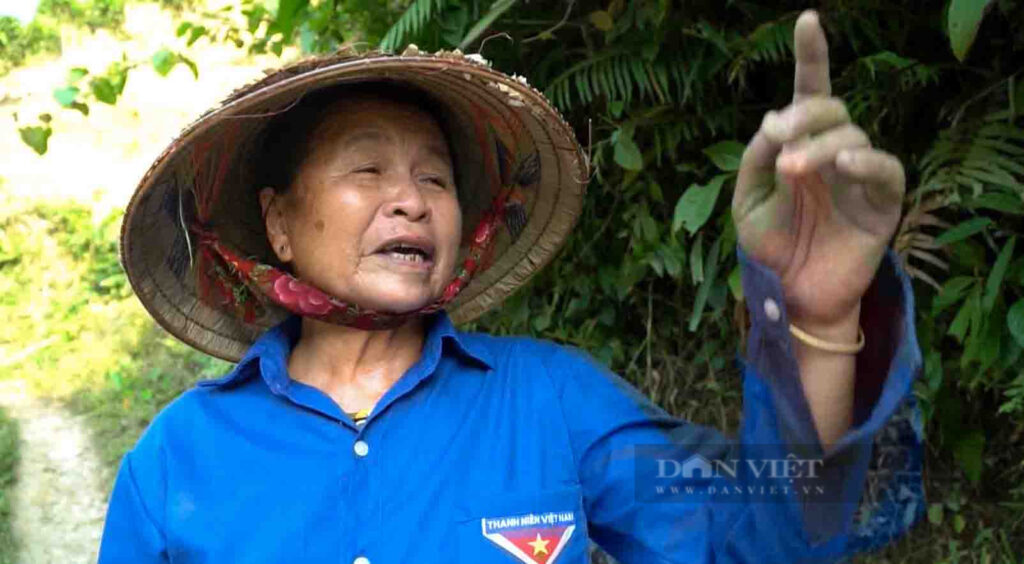 Trồng quế bạt ngàn, thơm khắp núi rừng, mới hái lá, bẻ cành con bán, nông dân Lai Châu đã có tiền 1 que 1 16589067550681809520678 1658907700801362861319