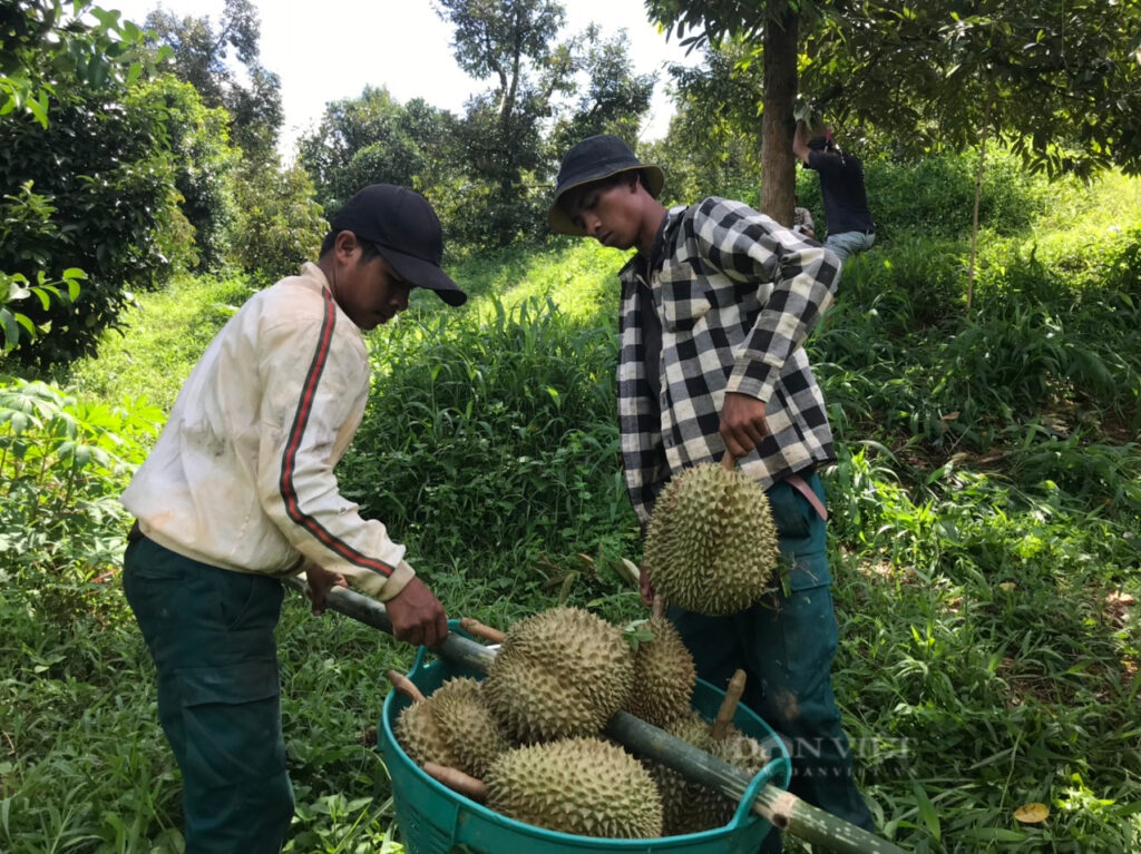 sau rieng 1 16589971084081306119307 16589998802281629374024