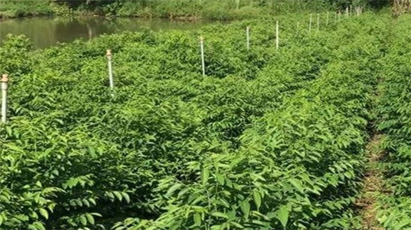 Trồng rau ngót có 2 công đất, chăm nhàn tênh, bán dễ dàng, anh nông dân Hậu Giang có tiền đút túi 1 trong rau ngot 16591970234221753340627
