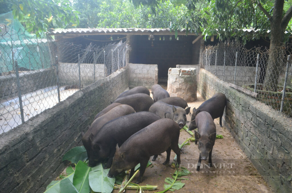 hien mao co 26 con lon lai hau bi moi lan de 6 8 con 16615631279741398131830 16615633341911819495776