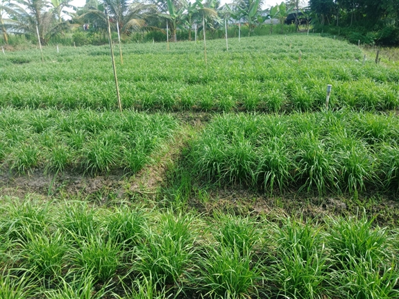 Trồng hẹ trông như cây hành, thơm khắp ruộng, nông dân Hậu Giang lãi hàng triệu/tháng 1 trong he 1661839923534780261583