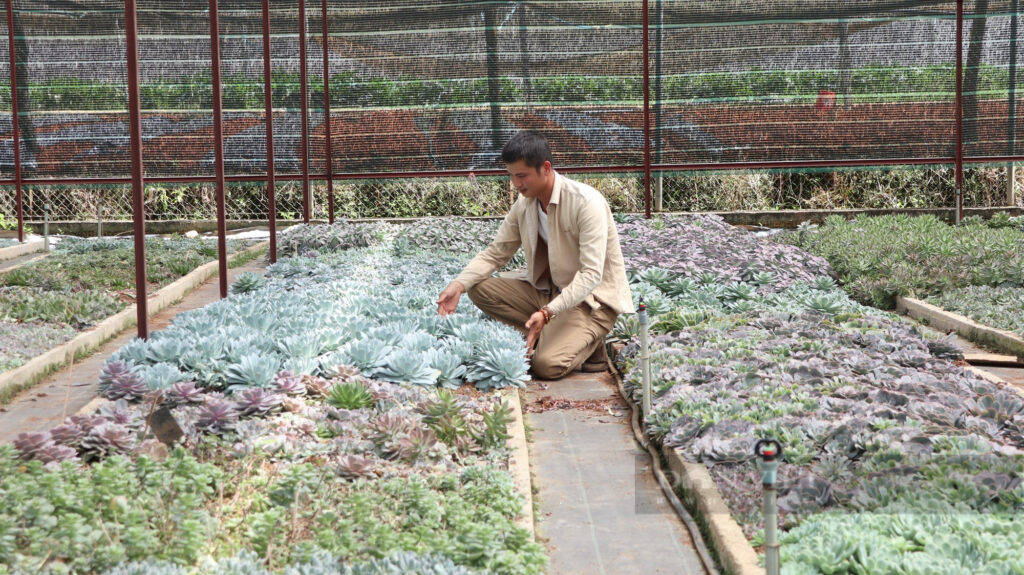 trong sen da 9 16612634905901228685749 1661264606129804922773