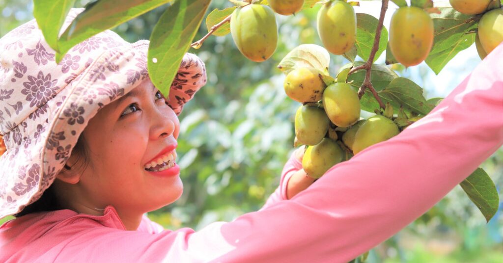 Trồng hồng không hạt, ăn giòn tan, nông dân Hà Tĩnh có dăm chục cây hồng cổ thụ là giàu to 1 z3734135993555 325b99cca57d3d15028de81135b58512 1663853332751345771322 210 0 1257 2000 crop 16638533444731900663850