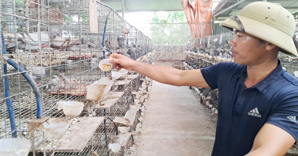 Rời nước Nga về quê Bắc Giang nuôi chim bồ câu đếm không xuể, cả làng phục lăn anh nông dân 1 20220819134653 7 1667030297245 1667030297472806136713 7 0 531 1000 crop 1667030479146883426863