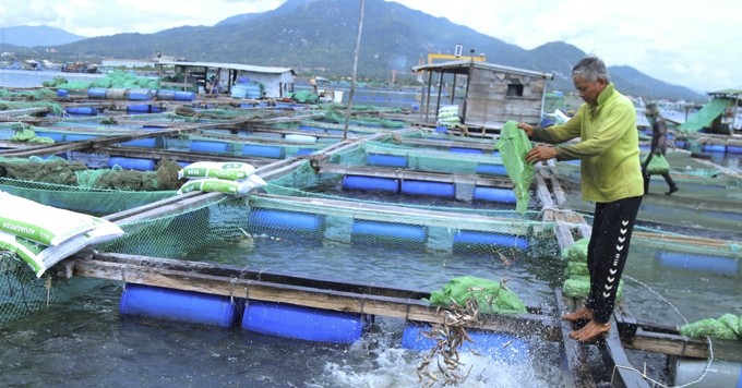 Nuôi cá biển toàn con to bự, ông nông dân tỷ phú Khánh Hòa thu 25-30 tỷ, nổi tiếng khắp vùng 1 images5524913tt031 1667126348719 16671263489331095948150 0 0 356 680 crop 16671266238501544382513
