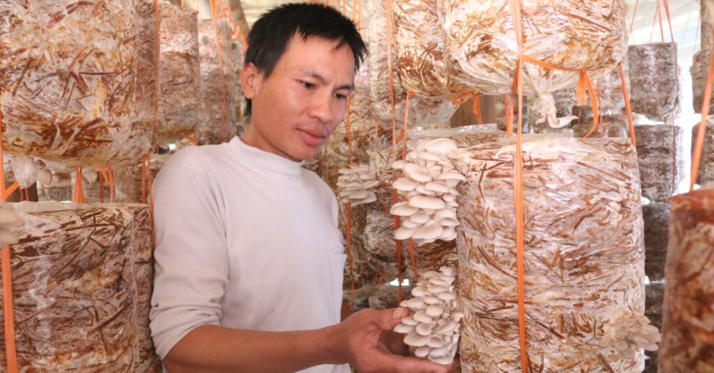 Trồng nấm sò nông dân vùng cao Hòa Bình thu 15 triệu đồng/tháng 1 img 9629 16663493046381209847261 158 0 1205 2000 crop 16663493613721593420942