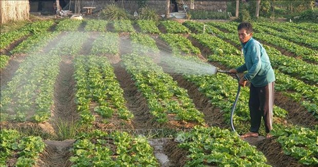 Cao điểm mùa mưa bão nông dân Trà Vinh "liều" đi trồng rau các loại, ai ngờ bán đắt, trúng lớn 1 raumau121221 1665767490725 16657674910391201493610 0 0 325 620 crop 16657677171752075526557
