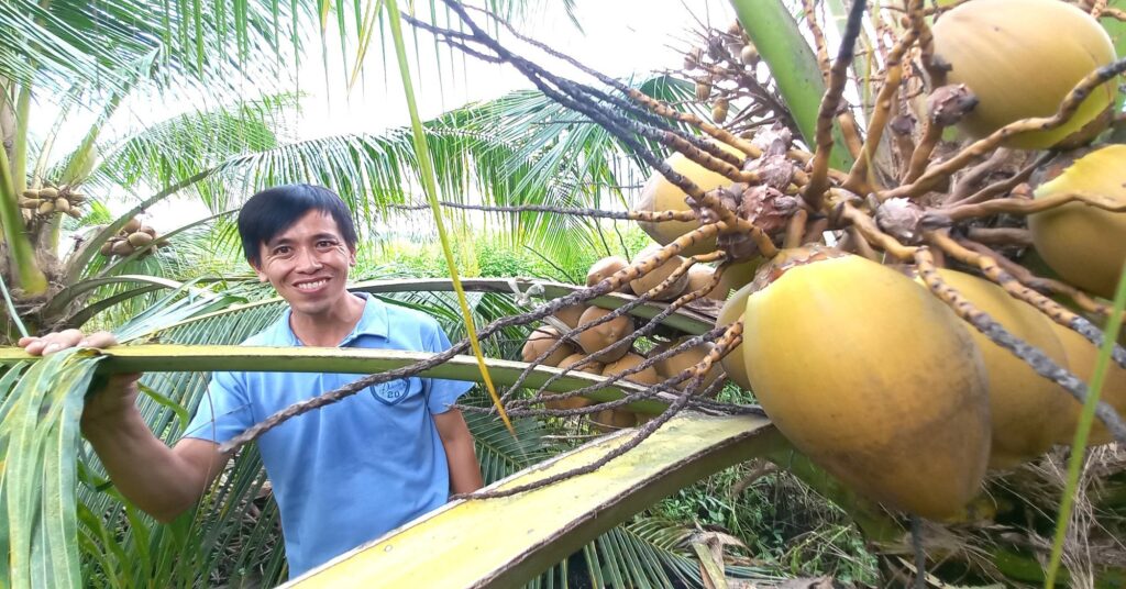 Trồng dừa Mã Lai trên miệng hố bom, ngờ đâu anh nông dân Sài Gòn thắng, thu tiền khỏe re 1 2 trong dua 16691618111781677584029 78 0 1125 2000 crop 1669162763293537139491