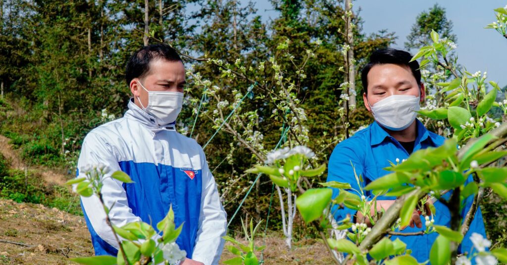 Trồng lê đầu năm ngắm như cây cảnh, mùa thu hái trái ngon, đồi nhà anh nông dân Lào Cai đẹp mê tơi 1 3162895728927822687601987188234670783540579n 16693921885871748305368 140 0 1187 2000 crop 1669392242210830869064