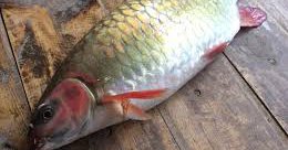 ca dam xanh 2 1668336180130627737231 45 0 181 260 crop 1668336205023864022295