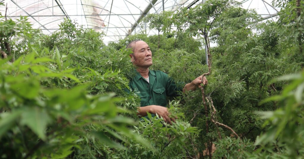 "Sống chết" với loại sâm nhà nghèo, một nông dân Nghệ An giờ đây bất ngờ lại kiếm bộn tiền 1 cay dinh lang 4 1669623887740575812236 184 0 1231 2000 crop 16696244924271578009611
