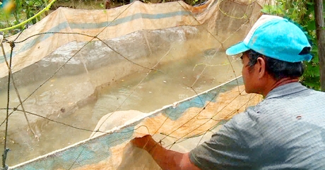 Mùa nước nổi miền Tây, dân Vĩnh Long nuôi cá trong vèo, cứ bán 3 tấn cá nông dân lời 1 tấn 1 nuoi ca trong veo 16697996923852137669945 16 0 257 460 crop 16697999843131298155362