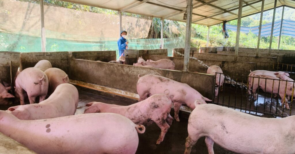 Thành Long Bỏ Phố Về Quê Ở Tít Mù Hà Giang Lập Trại Nuôi