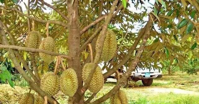 Tỉ phú trồng sầu riêng ở Hậu Giang hé lộ bí quyết năm nào cũng thu tiền tỷ, nhiều người tới xem 1 sau rieng 1667665620039343664269 0 0 335 640 crop 166766564848443043453