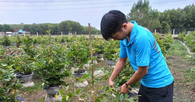 trong mai vang 1667581228043369523238 0 0 340 650 crop 16675813508401794784928