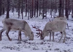 Reindeer taking a break pillars
