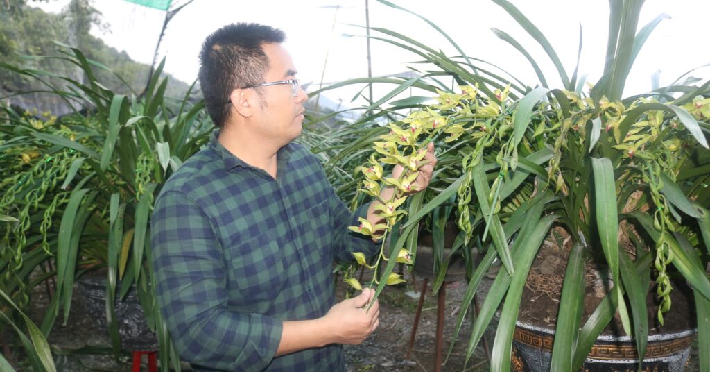 Địa lan Sa Pa giá tiền triệu tấp nập xuống phố Lào Cai bán cho thượng khách đem về chơi Tết 1 img 2475 1672281381404422261473 193 0 1240 2000 crop 16722814500032093312628