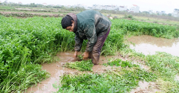 Đây là loại rau cần "ham nghịch nước", nông dân Thái Bình trồng dưới ruộng, lãi 15 triệu/sào 1 lamgiauturaucan08420210022022 1671795870078 1671795870677678153695 0 0 298 570 crop 16717960290102040762972