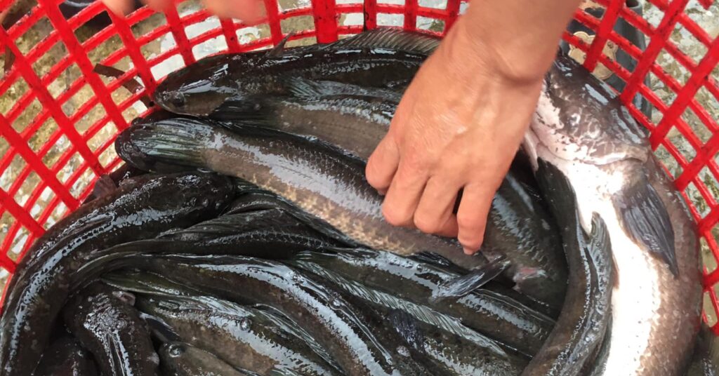 nuoi ca loc 3 1671974229037264778303 334 0 1138 1536 crop 16719742528681185742049