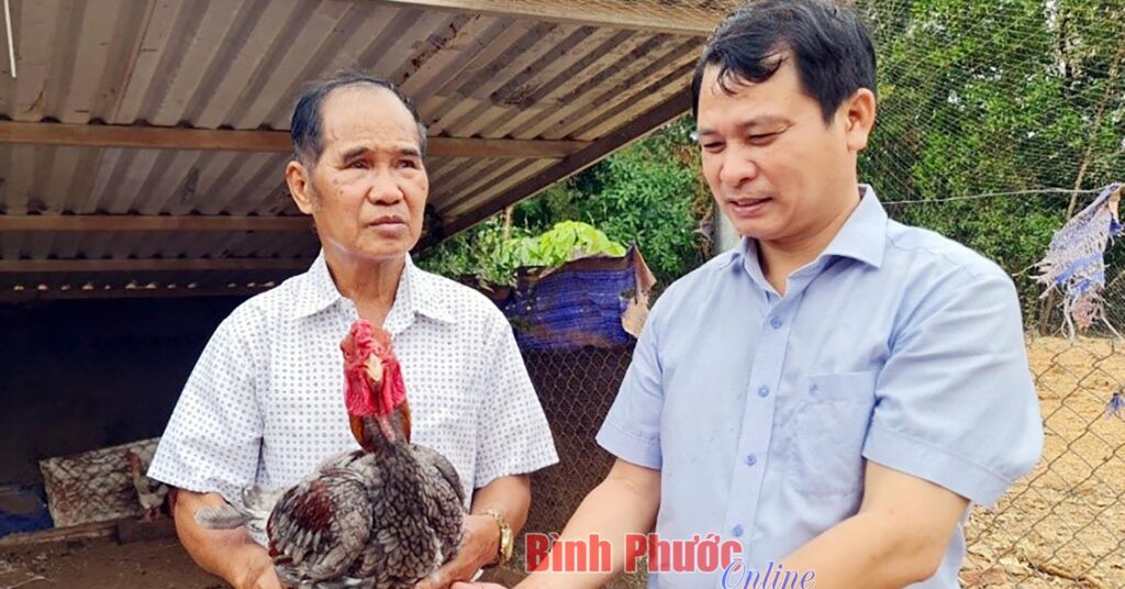 Nuôi gà Đông Tảo ở Bình Phước kiểu gì mà ăn như thịt đặc sản, bán 400.000 đồng/kg vẫn có người mê? 1 4aaa09262417012023 1674139771090 1674139773584873263450 43 0 1090 2000 crop 167413998212192756222
