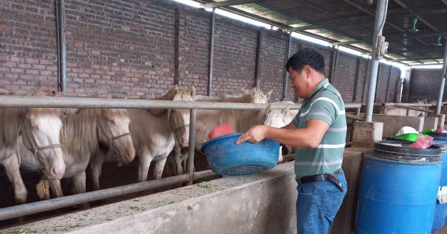 Tỷ phú nông dân nuôi ngựa ở Bắc Giang, thiên hạ nói đùa, làm nghề của Bật Mã Ôn mà thu tiền tỷ 1 h20ngc3b420xuc3a2n20vc483n20c491ang20chc483m20sc3b3c20c491c3a0n20nge1bbb1a20be1baa1ch 1672676922171 16726769228912137944181 205 0 676 900 crop 16726771435961644077763