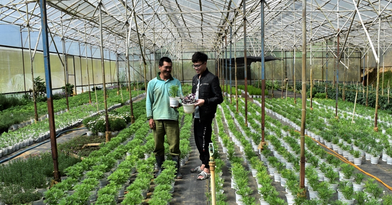 images2506821t3adadangcaykienggiatrikinhtecaotrongthunglungdolathuocphuong10dalat1 1673022820320 1673022820694942819497 0 0 408 780 crop 16730230976381554076591