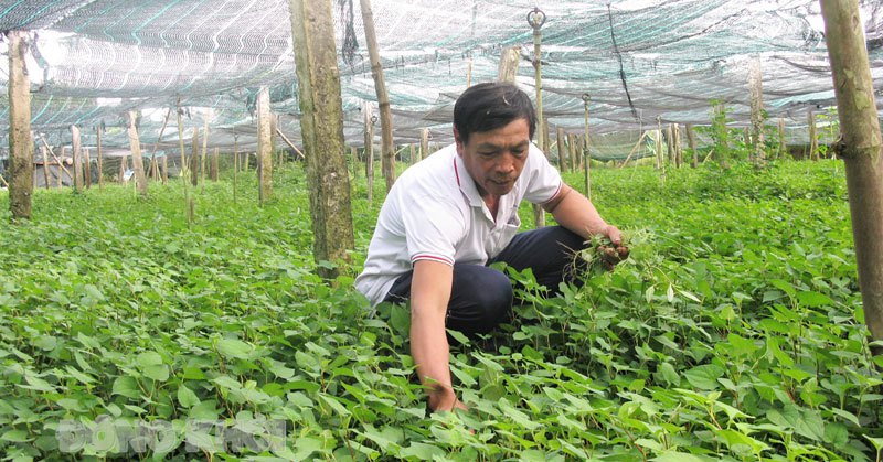 Trồng rau diếp cá ngon nhưng không phải ai cũng ăn được, anh nông dân Bến Tre bán đắt hàng 1 rau sach 1673267272214 1673267272784697876757 32 0 451 800 crop 16732675630581636062428