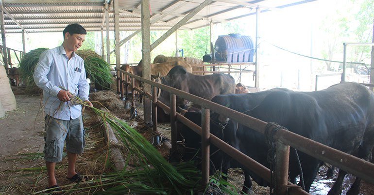 Tỷ phú nông dân nuôi bò nhiều nhất vùng này ở Phú Yên, bán 500 con bò mỗi năm, lãi 1 tỷ 1 ty phu nong dan nuoi bo 1674144796773833841463 0 0 403 770 crop 16741451380081252427869