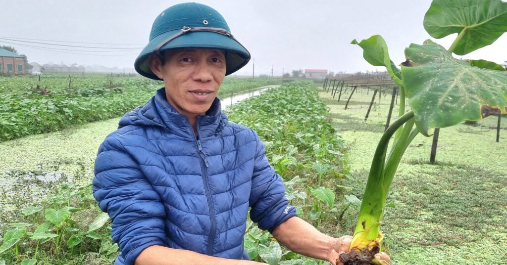 Thâm niên 25 năm giáo viên bỏ nghề về trồng khoai môn ngọt Thái Lan ở Ninh Bình, lãi 300 triệu/năm 1 20230208144724 1675948076160684223190 117 0 1164 2000 crop 1675949542228799176775