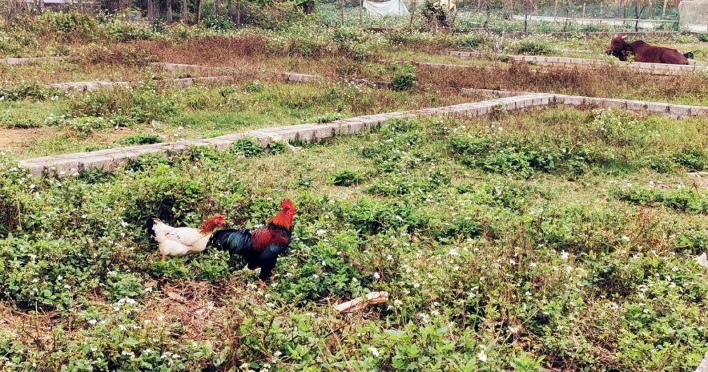 Bất động sản vùng ven "xì hơi", xẻ đất phân lô xong để... chăn bò, thả gà 1 8 crop crop 1677512156225