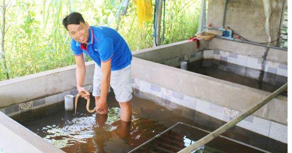 Nuôi lươn không bùn dày đặc trong bể lót bạt, ở nơi này của Vĩnh Long, nhà nào nuôi cũng khá giả 1 nuoi luon khong bun 2 1676626635403231543180 0 0 312 596 crop 1676626776046918338467