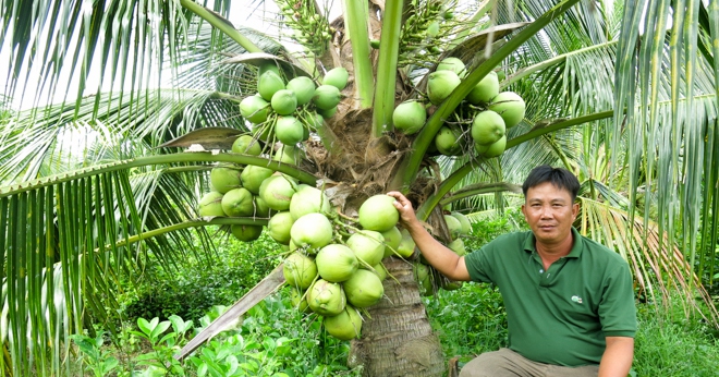 Trồng dừa dứa ra quả đặc sản, nông dân Sóc Trăng cứ hái xuống là có người mua 1 ong20phan20van20doi 1675315535803 1675315536646277444414 13 0 359 660 crop 1675315727202103261586