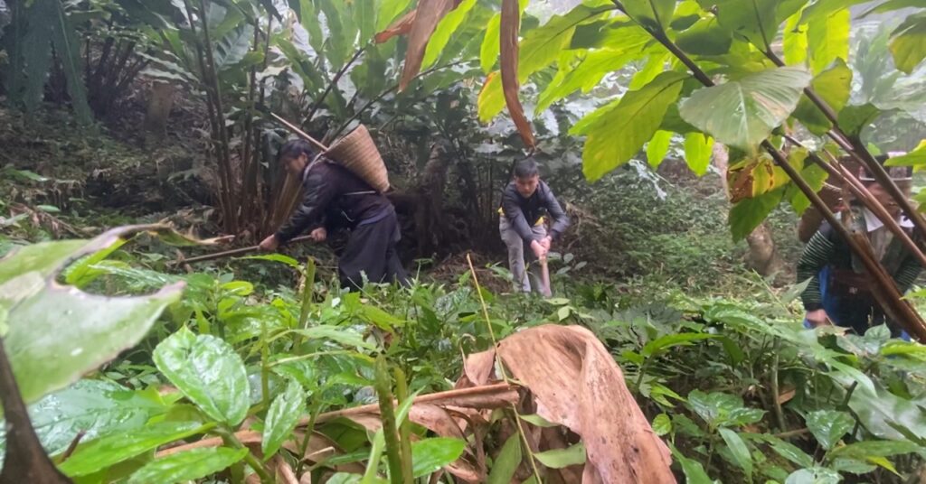 Trồng thảo quả dưới tán rừng già, nông dân Sơn La chăm nhàn, tới mùa hái quả bán đắt tiền 1 sequence 0201055623still273 16759414929142019909405 50 0 720 1280 crop 16759426433022128701932
